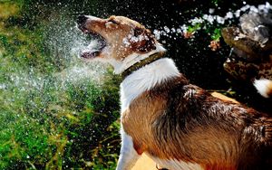 Preview wallpaper dog, muzzle, spray, water, splash