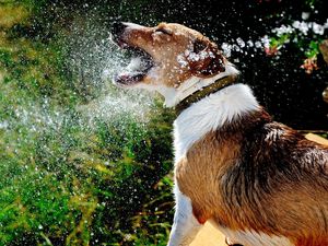 Preview wallpaper dog, muzzle, spray, water, splash