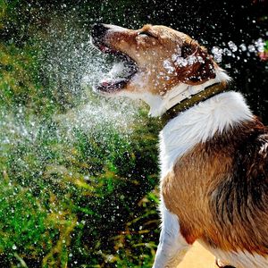 Preview wallpaper dog, muzzle, spray, water, splash