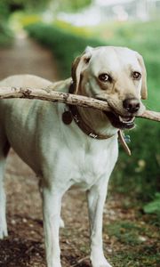 Preview wallpaper dog, muzzle, stick