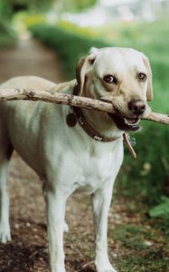 Preview wallpaper dog, muzzle, stick