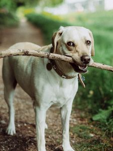 Preview wallpaper dog, muzzle, stick