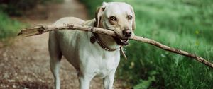Preview wallpaper dog, muzzle, stick
