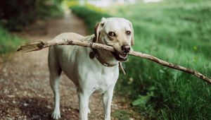 Preview wallpaper dog, muzzle, stick