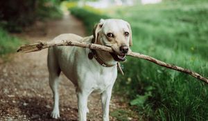 Preview wallpaper dog, muzzle, stick
