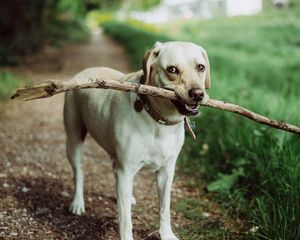 Preview wallpaper dog, muzzle, stick