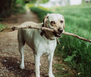 Preview wallpaper dog, muzzle, stick