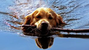 Preview wallpaper dog, muzzle, stick, swim, team