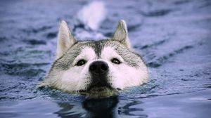 Preview wallpaper dog, muzzle, swim, wet