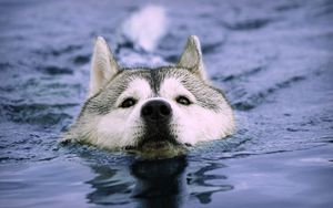 Preview wallpaper dog, muzzle, swim, wet