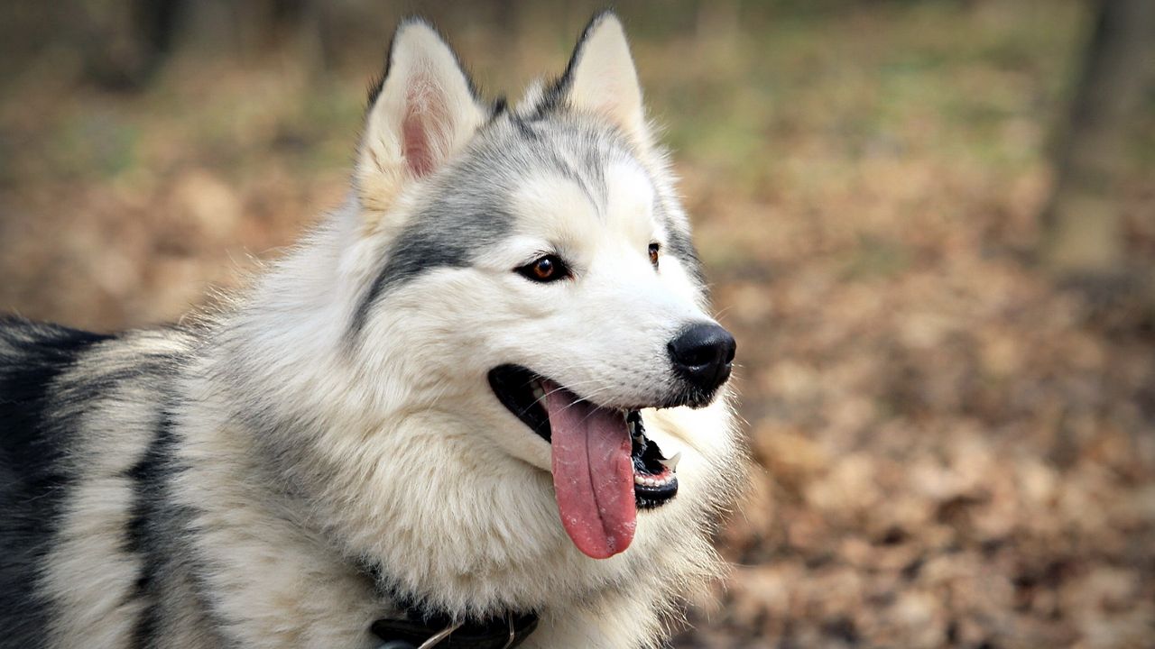 Wallpaper dog, muzzle, tongue, tired