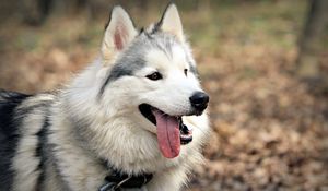Preview wallpaper dog, muzzle, tongue, tired