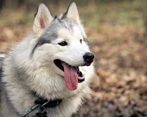 Preview wallpaper dog, muzzle, tongue, tired