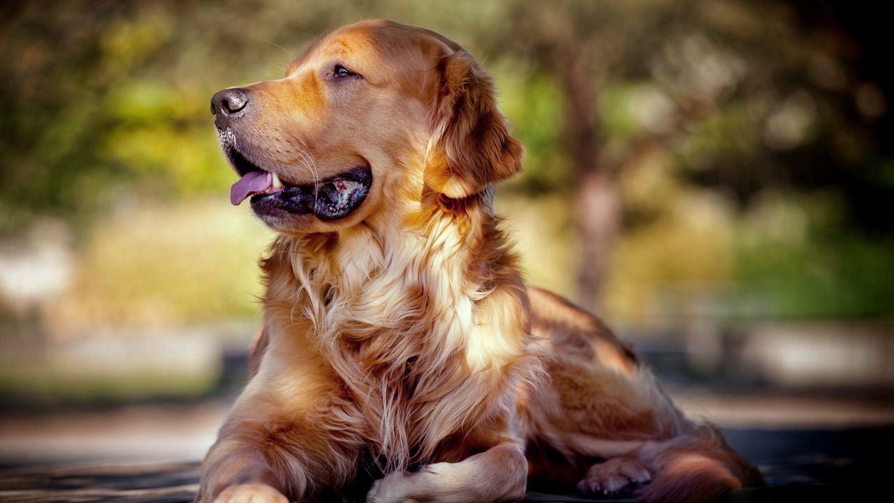 Wallpaper dog, muzzle, tongue, lying, fluffy