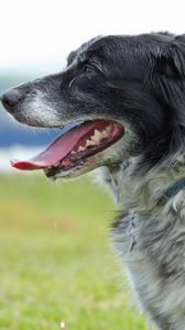 Preview wallpaper dog, muzzle, tongue, grass, spotted, profile
