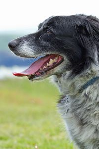 Preview wallpaper dog, muzzle, tongue, grass, spotted, profile