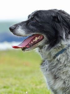 Preview wallpaper dog, muzzle, tongue, grass, spotted, profile