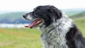 Preview wallpaper dog, muzzle, tongue, grass, spotted, profile