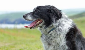 Preview wallpaper dog, muzzle, tongue, grass, spotted, profile