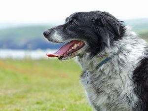 Preview wallpaper dog, muzzle, tongue, grass, spotted, profile