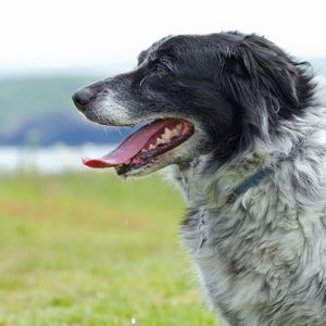 Preview wallpaper dog, muzzle, tongue, grass, spotted, profile