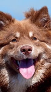 Preview wallpaper dog, muzzle, tongue, fatigue
