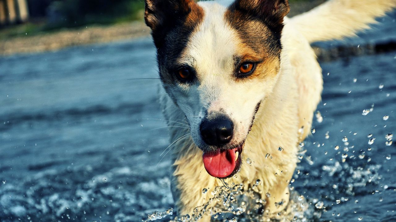 Wallpaper dog, muzzle, tongue, water, drops, splashes
