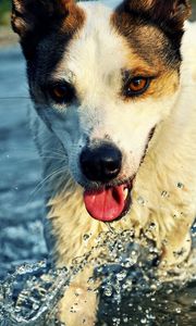 Preview wallpaper dog, muzzle, tongue, water, drops, splashes