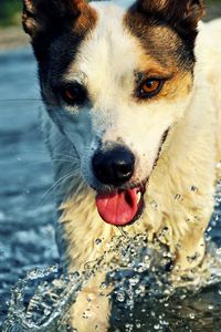 Preview wallpaper dog, muzzle, tongue, water, drops, splashes