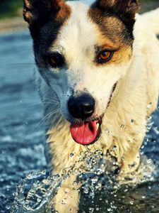 Preview wallpaper dog, muzzle, tongue, water, drops, splashes