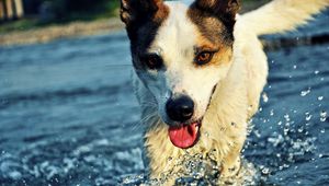 Preview wallpaper dog, muzzle, tongue, water, drops, splashes