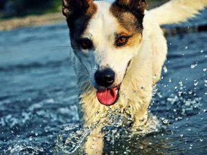 Preview wallpaper dog, muzzle, tongue, water, drops, splashes