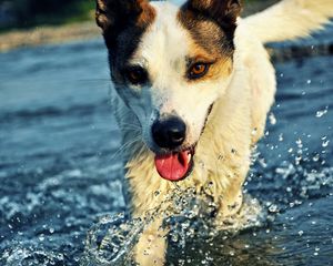 Preview wallpaper dog, muzzle, tongue, water, drops, splashes