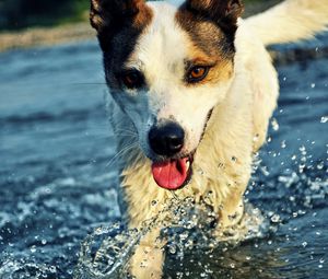 Preview wallpaper dog, muzzle, tongue, water, drops, splashes