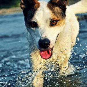 Preview wallpaper dog, muzzle, tongue, water, drops, splashes