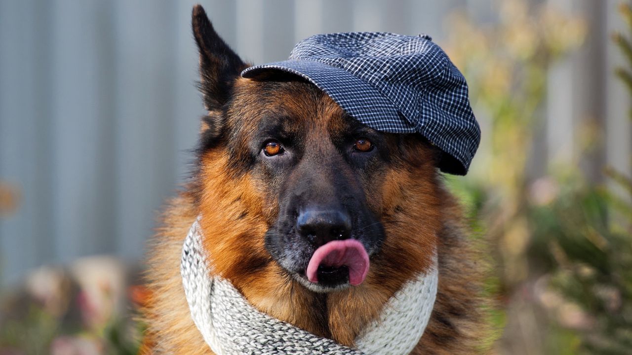 Wallpaper dog, muzzle, tongue sticking out, scarf