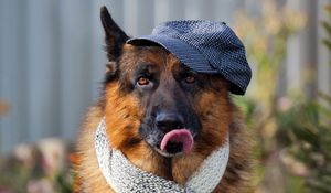 Preview wallpaper dog, muzzle, tongue sticking out, scarf