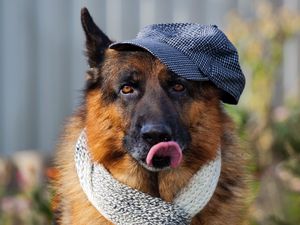 Preview wallpaper dog, muzzle, tongue sticking out, scarf