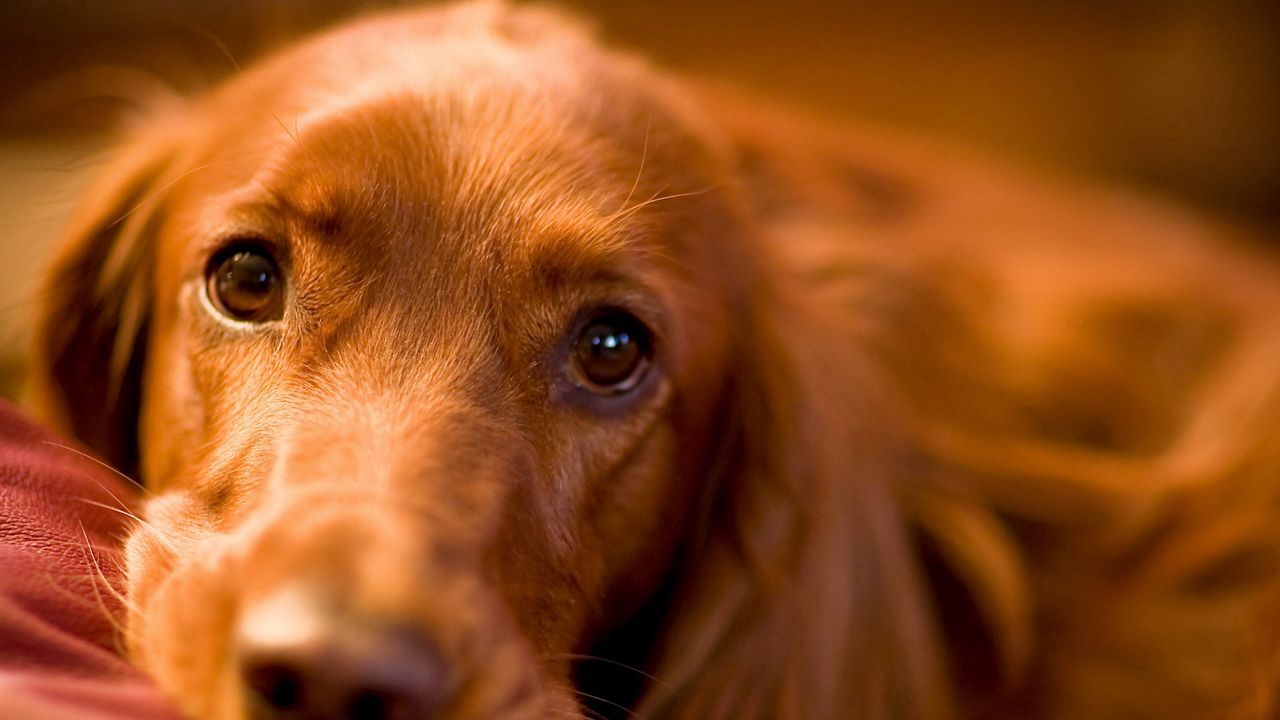 Wallpaper dog, muzzle, waiting, eyes, sad