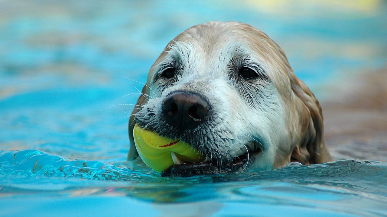 Wallpaper dog, muzzle, wet, ball, play