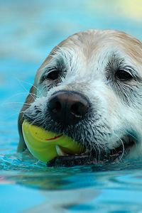 Preview wallpaper dog, muzzle, wet, ball, play