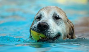 Preview wallpaper dog, muzzle, wet, ball, play