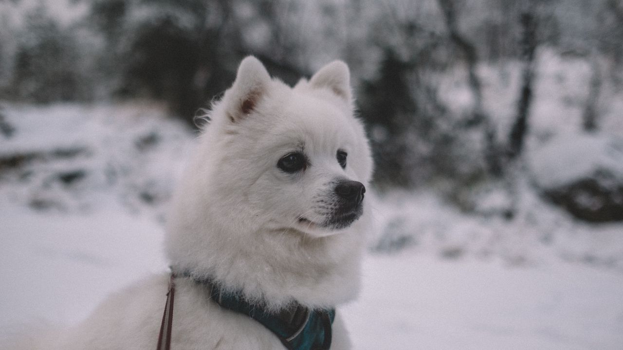 Wallpaper dog, muzzle, white