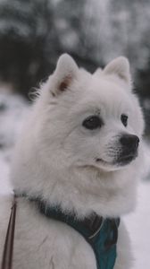 Preview wallpaper dog, muzzle, white