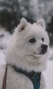 Preview wallpaper dog, muzzle, white