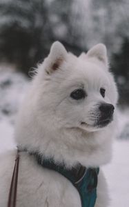 Preview wallpaper dog, muzzle, white