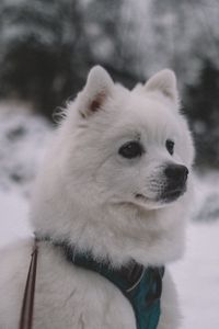 Preview wallpaper dog, muzzle, white