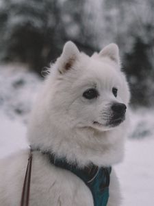 Preview wallpaper dog, muzzle, white
