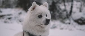 Preview wallpaper dog, muzzle, white