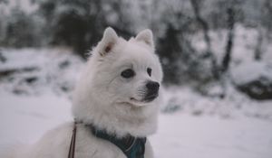 Preview wallpaper dog, muzzle, white